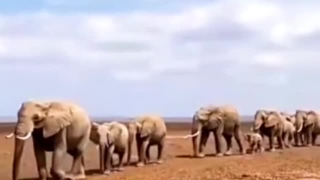 🤩Elephant Migration