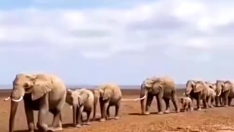 🤩Elephant Migration