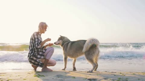 Young female playing with siberian husky dog on the beach at sunrise