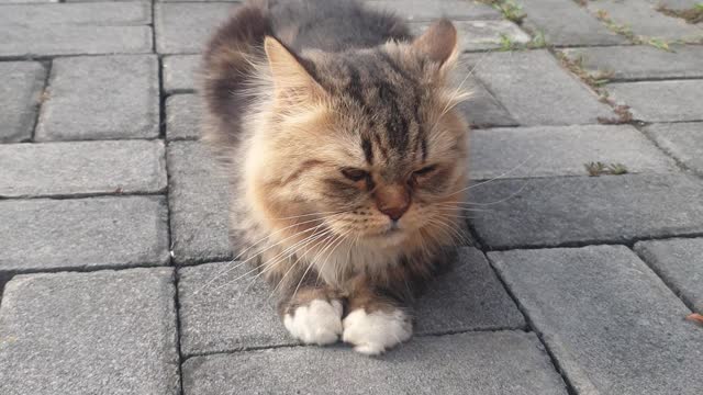 My cats, the handaome anh the beautiful, are playing together