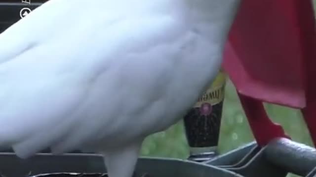 Cockatoos have learnt to pry open bins to steal rubbish.