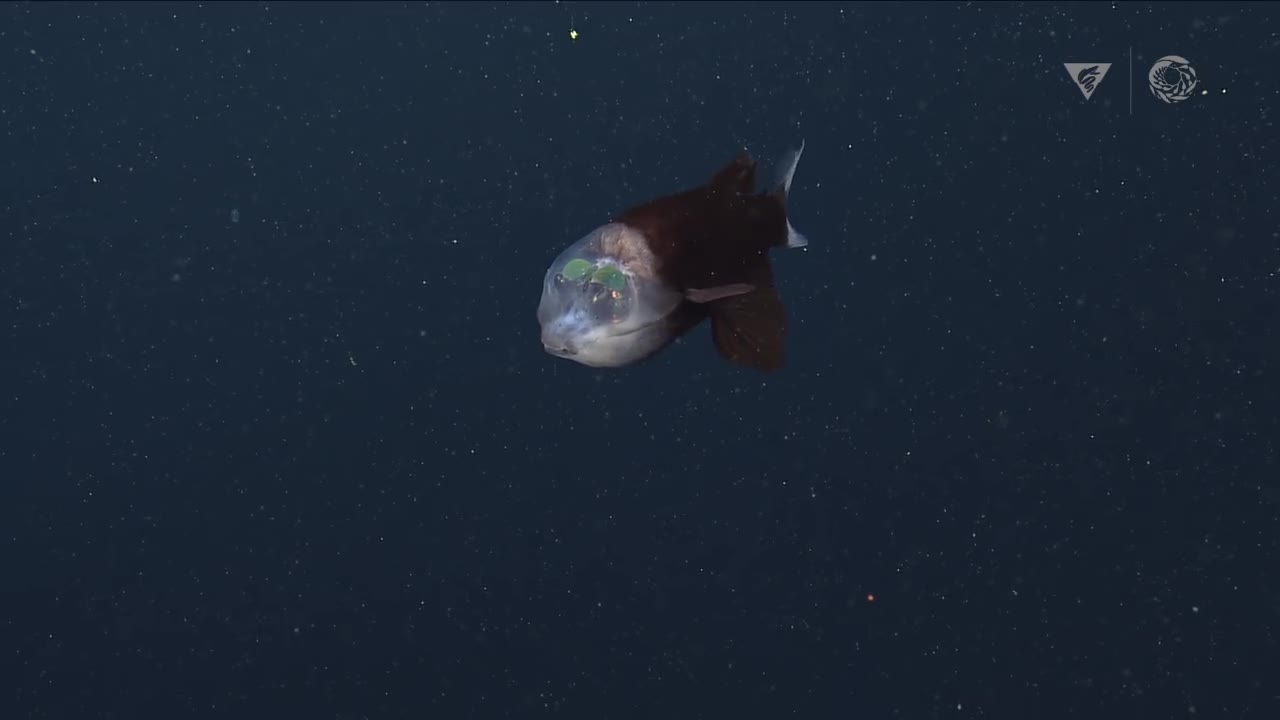 New deep-sea sighting: The barreleye fish has a transparent head and tubular eyes