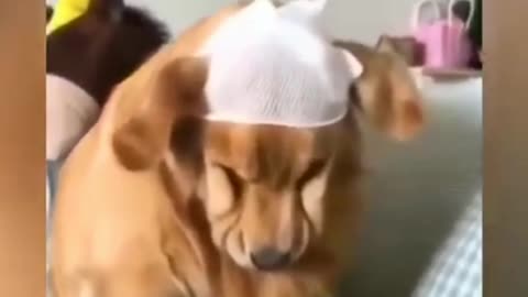 Dog crash funny video🤣🤣🤣