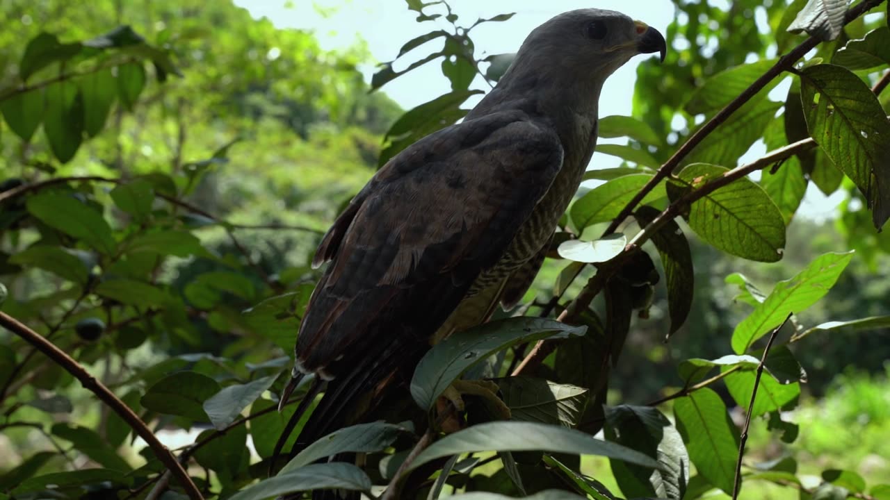 A Falcon on a tree branch