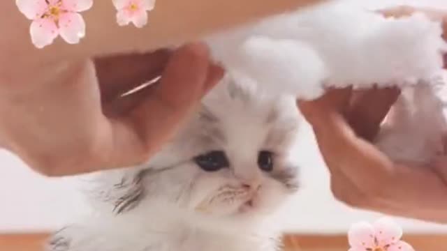 Cutie is comeing to you step by step