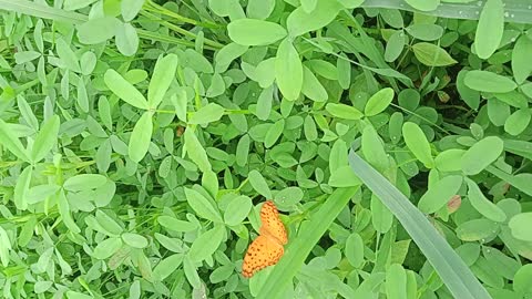 Growing clover on the soil