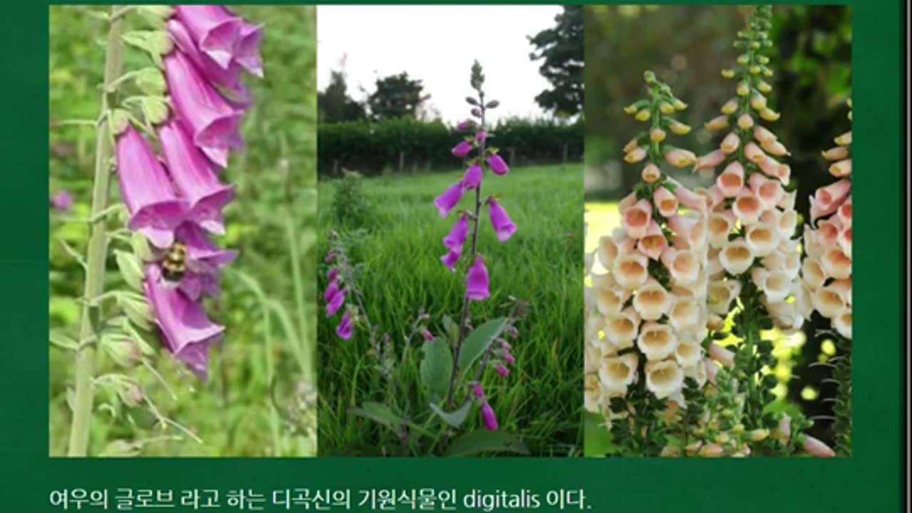 소음인심장병1-3, 반룡인수한의원, 강남구청역, 한태영원장님, 사상의학