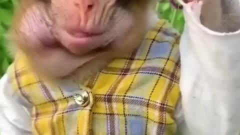 Best Funny Animal Videos of the year (2023)