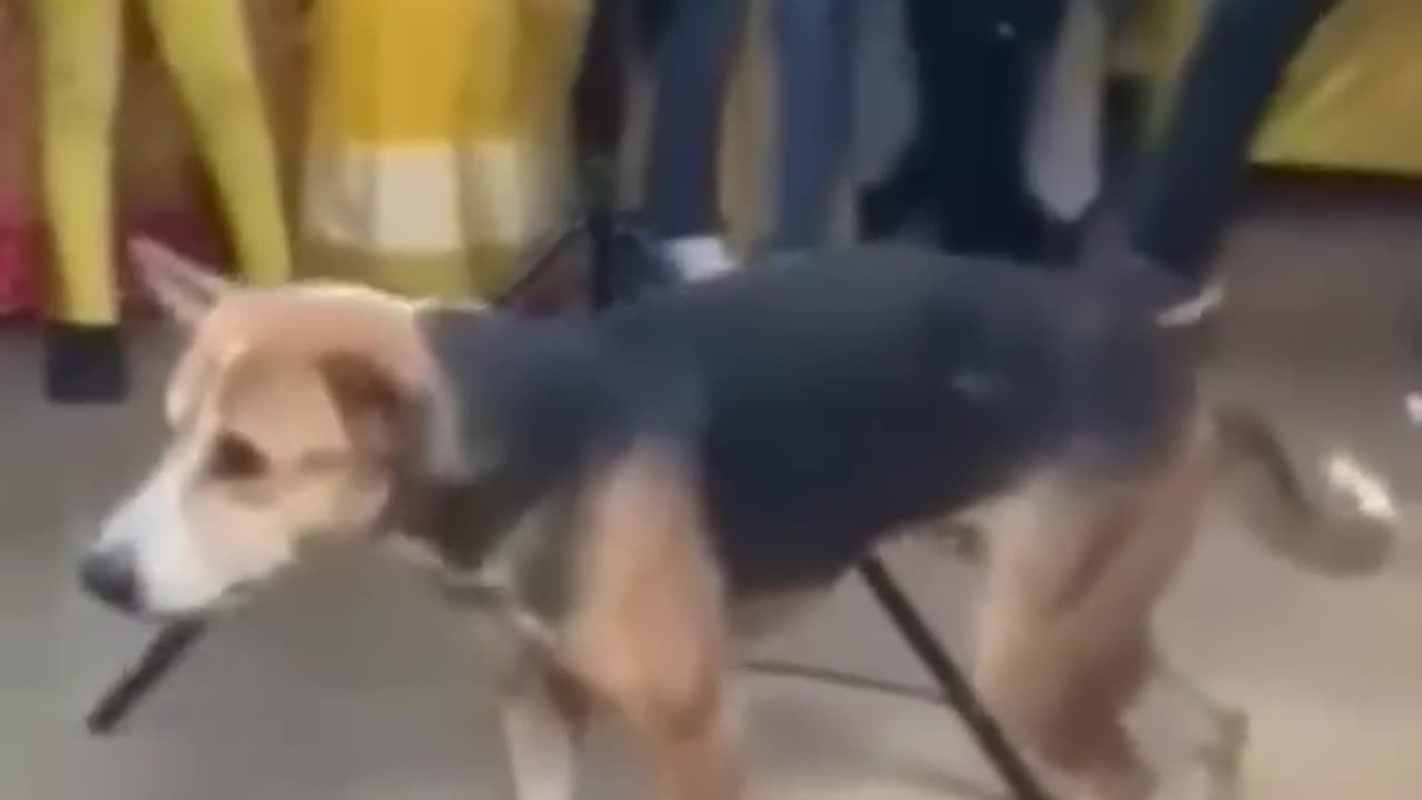 Viral dog dance !!!🤣🤣👌