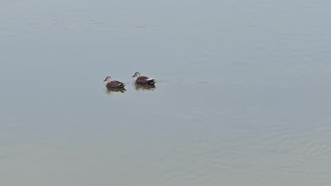 ducks in the lake in winter
