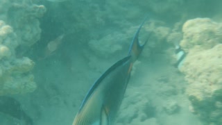 Life underwater in Egypt