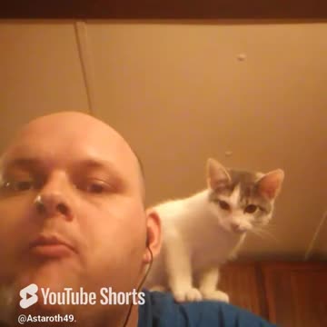 Can I please eat in peace? Just once. #catshorts