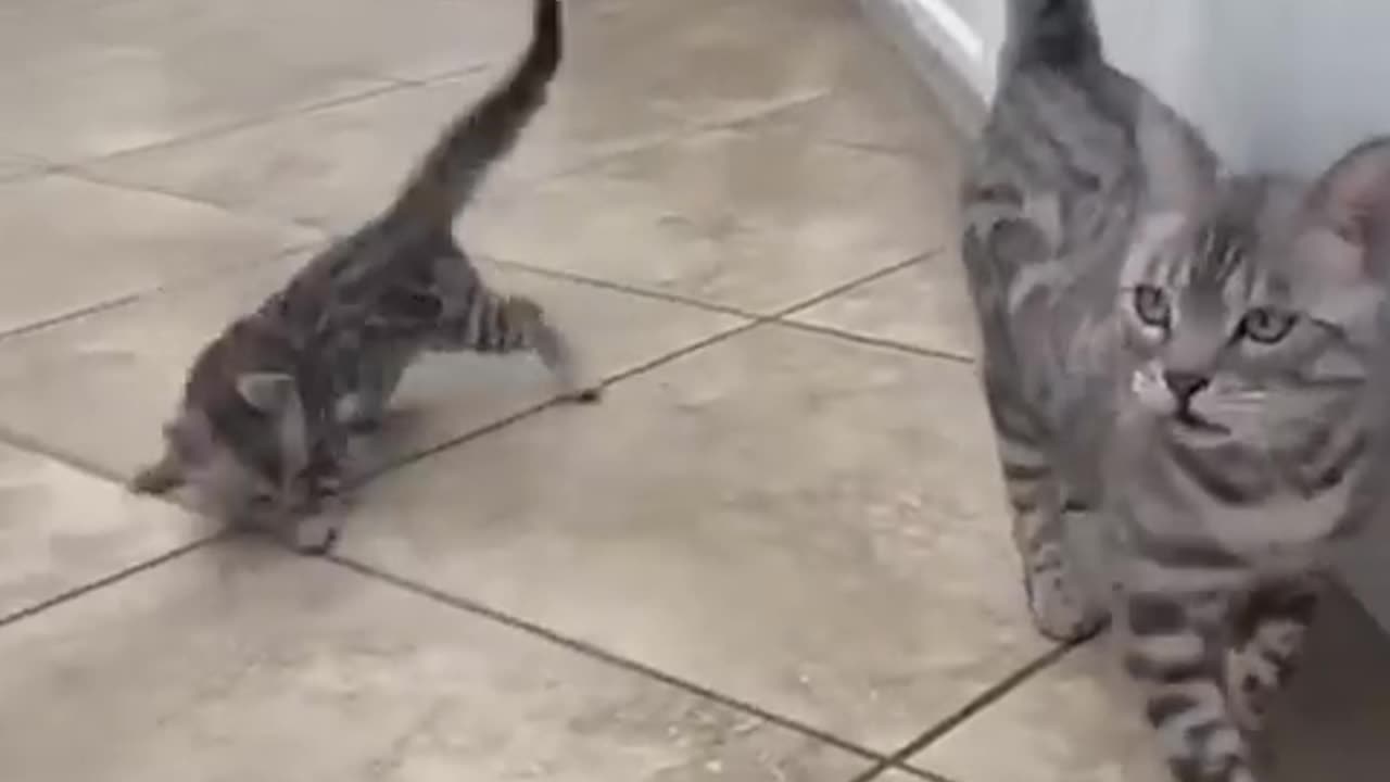 Funniest Cats Ever 🤣