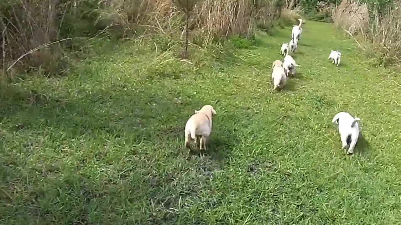 Labrador Father Teaches Puppies To Swim