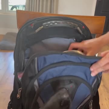 Dogs Pack Backpack For Walk #dog #belgianmalinois #dogsrule