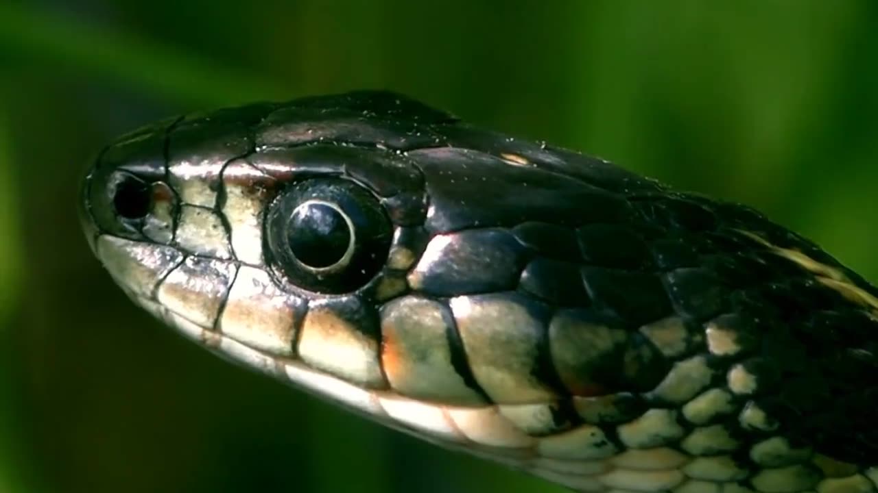 Indian rural snakes explain