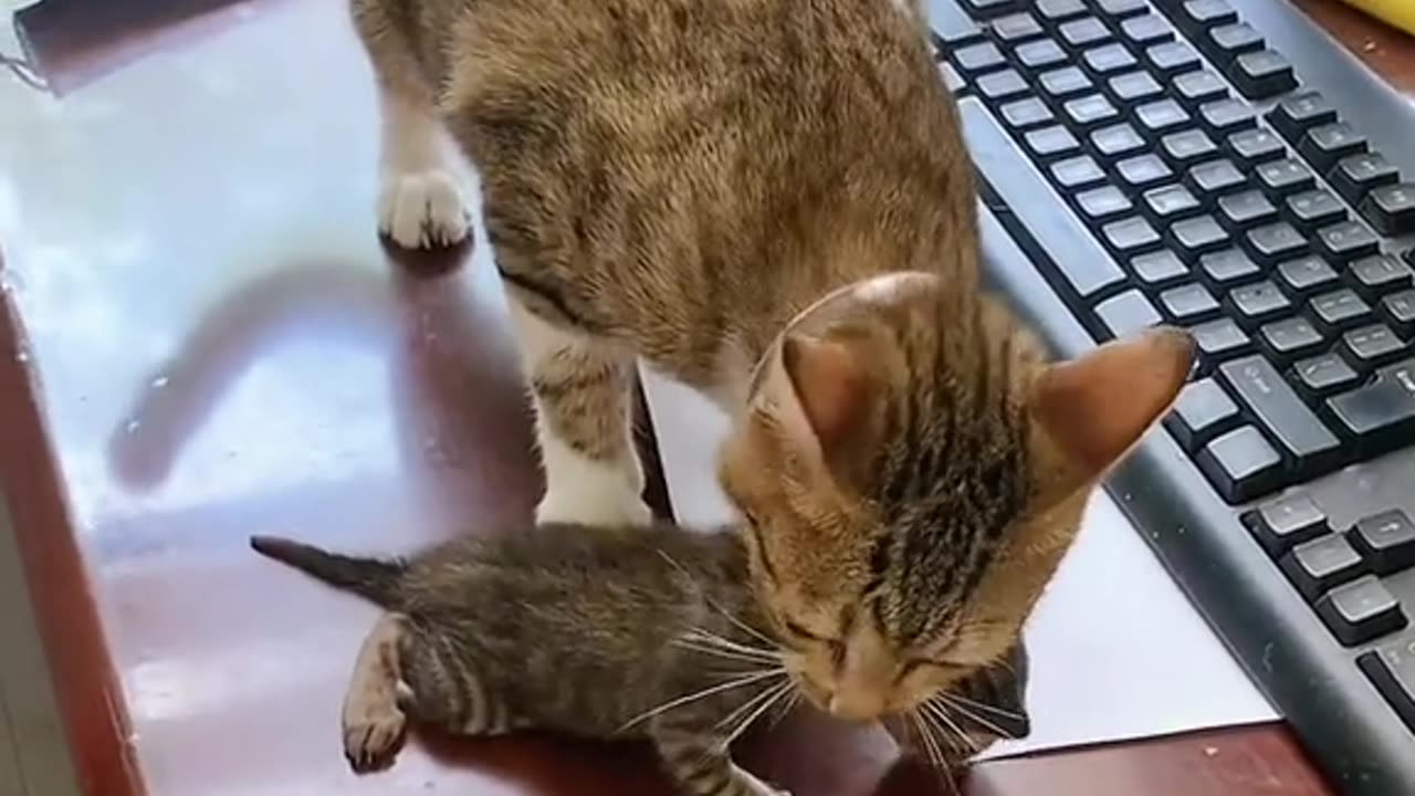 Cat video