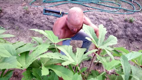 An Okra Garden, Scott, Louisiana