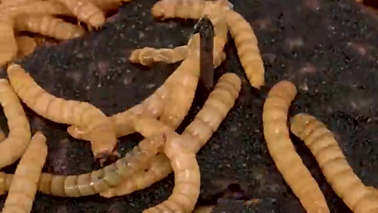 Mealworms vs ONE CHIP CHALLENGE#