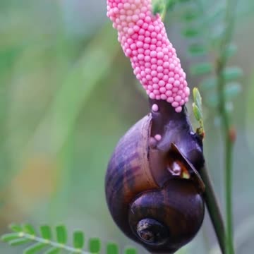 How the snail lays it's eggs
