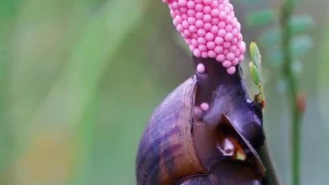 How the snail lays it's eggs