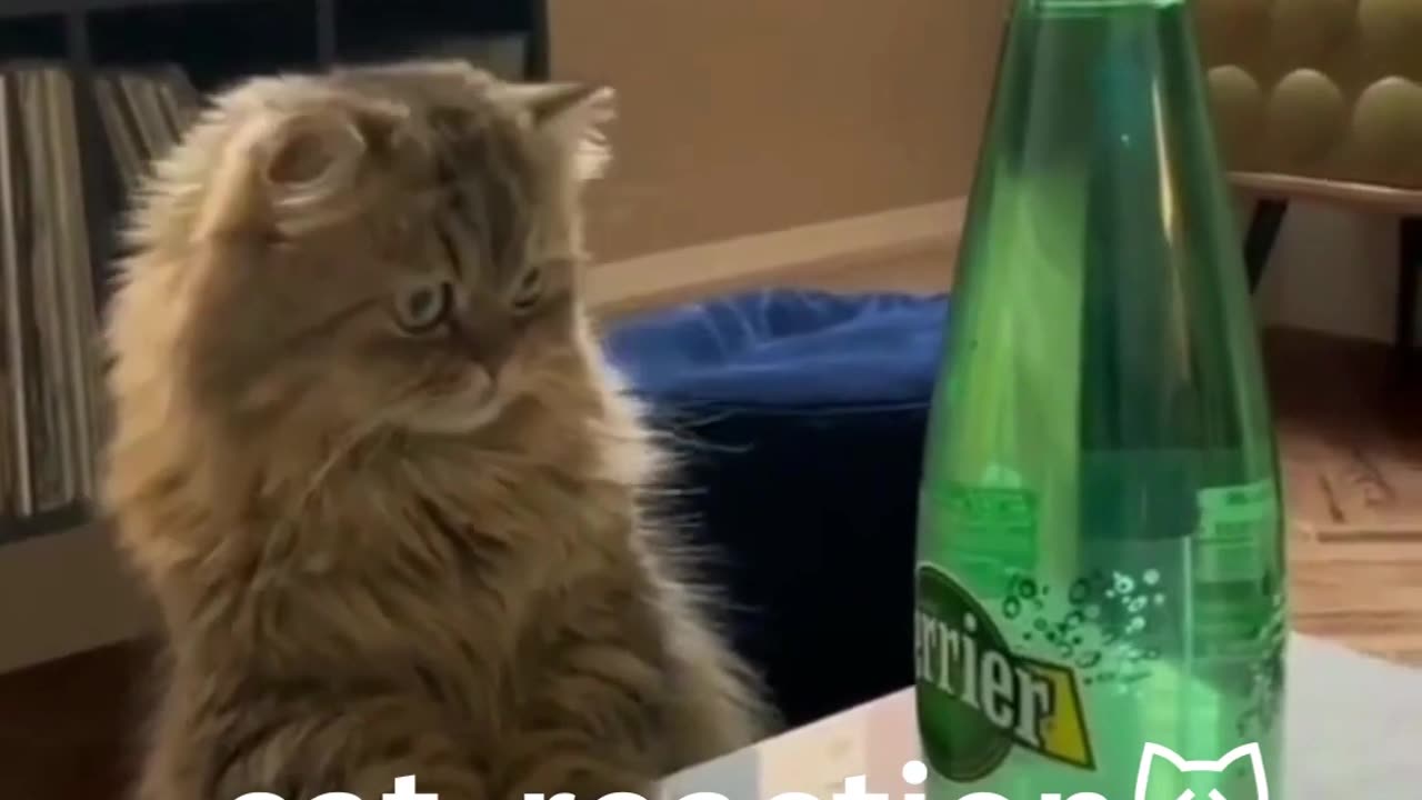 Fun animal part1 #short
