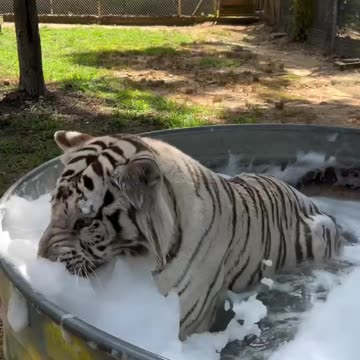 Just a tiger having a bubble bath 🤣