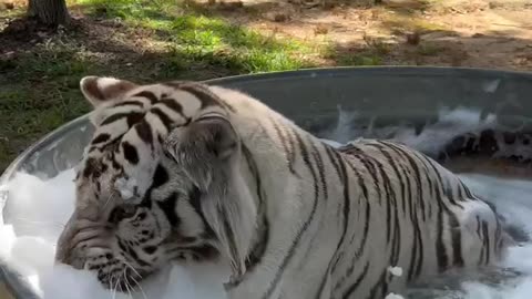 Just a tiger having a bubble bath 🤣