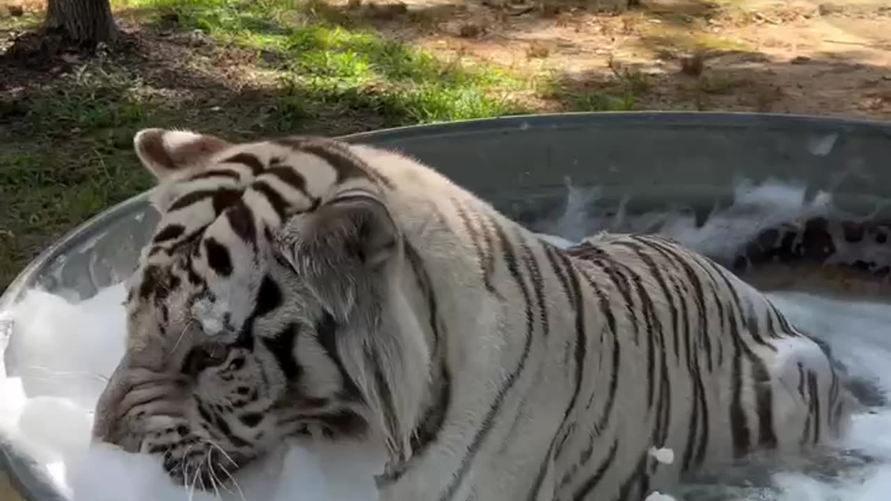 Just a tiger having a bubble bath 🤣