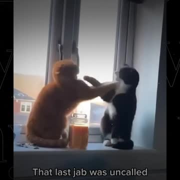 Funny Cat Video Try Not To Laugh!