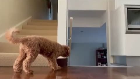 Precious pupper tries to surprise mom - Funny Dog