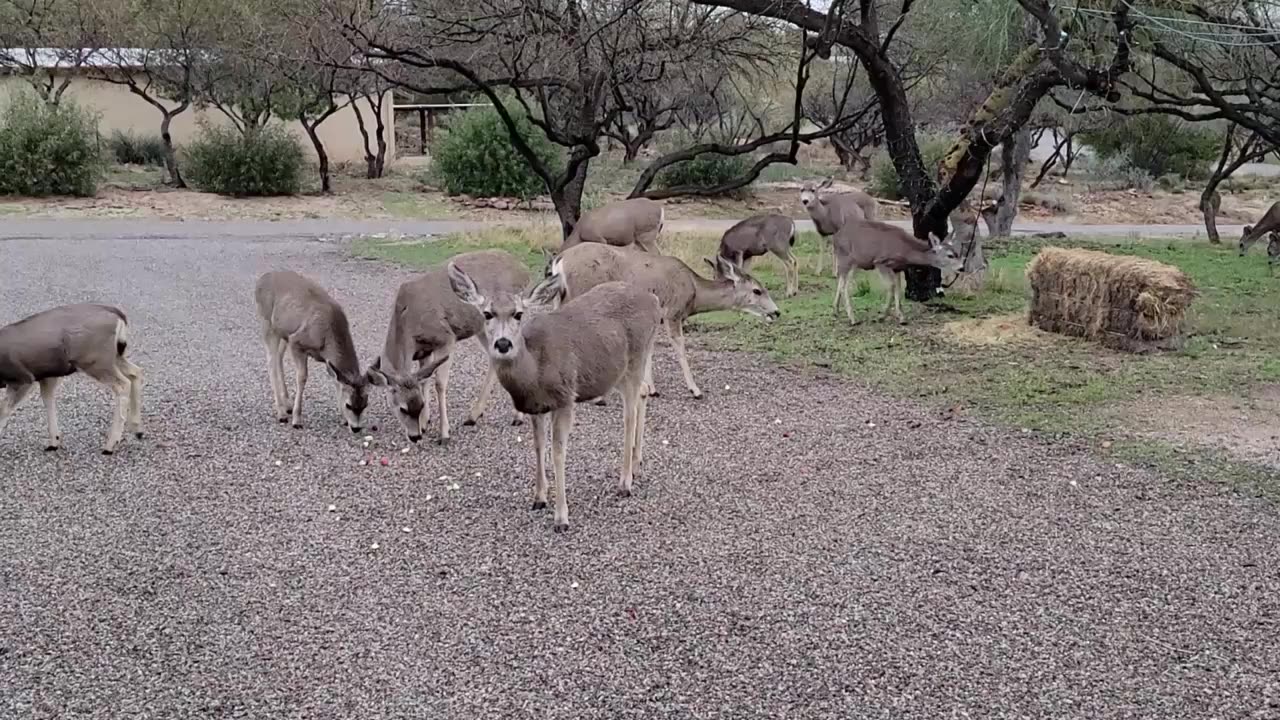 Deer in the morning