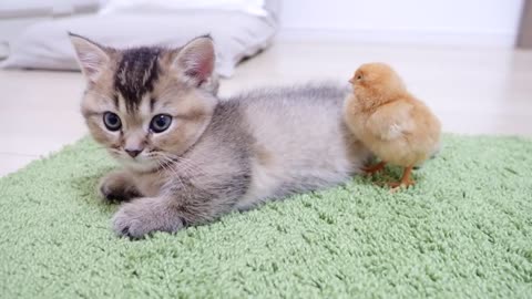Looking back on how kitten Kiki met tiny chicks for the first time
