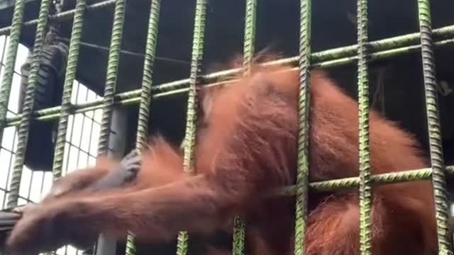 Orangutan pulls teen's shirt & leg in a zoo inPekanbaru, Indonesia