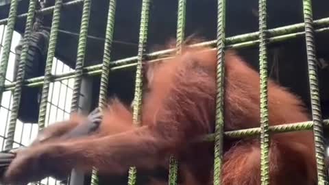 Orangutan pulls teen's shirt & leg in a zoo inPekanbaru, Indonesia