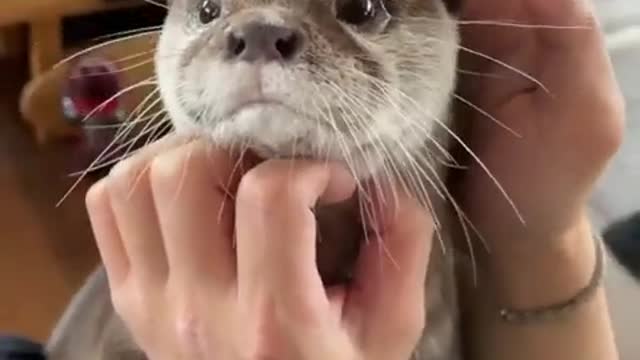 What a cute adorable otter