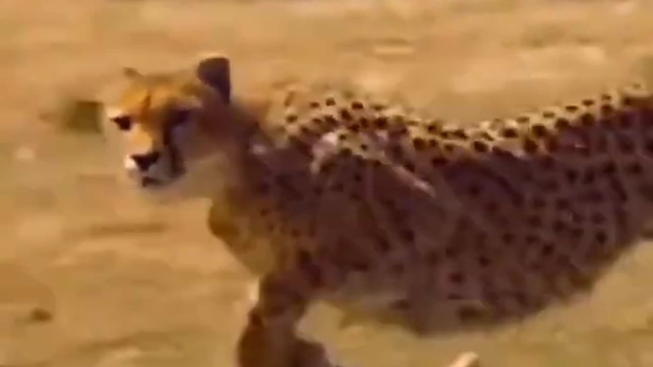 Animal race, animal funny short video, tiger race.