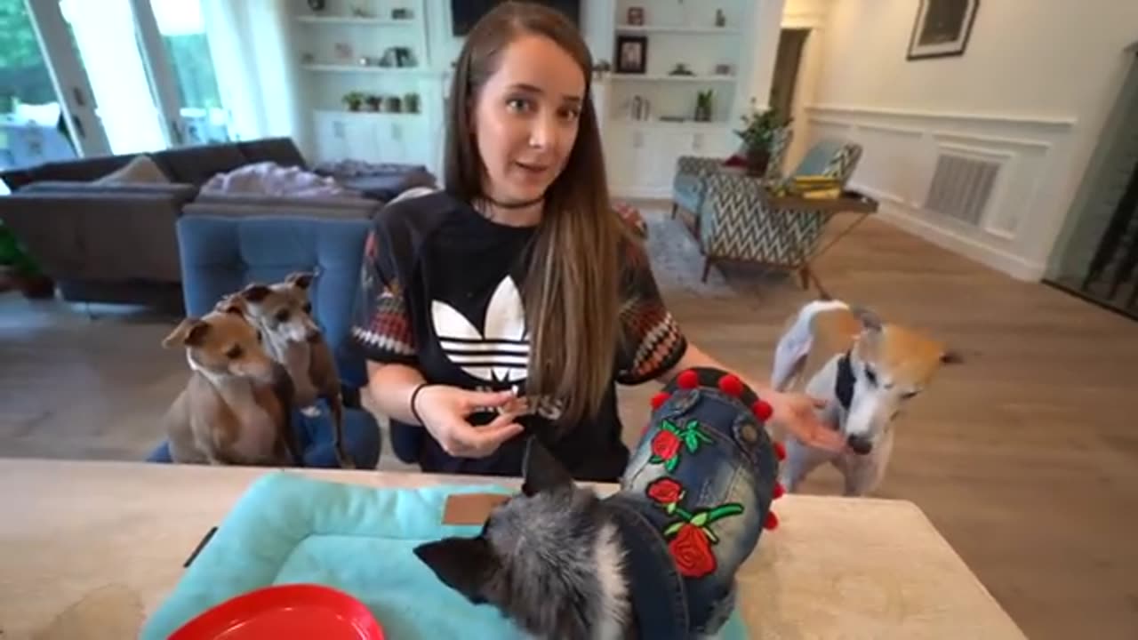 Cute dogs dressed in cute clothes
