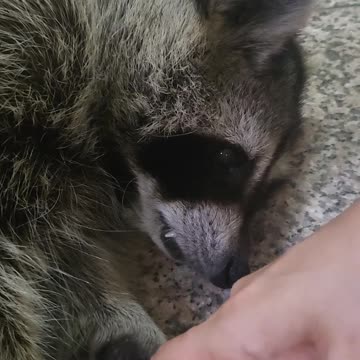 Raccoon politely asks not to tickle his palms