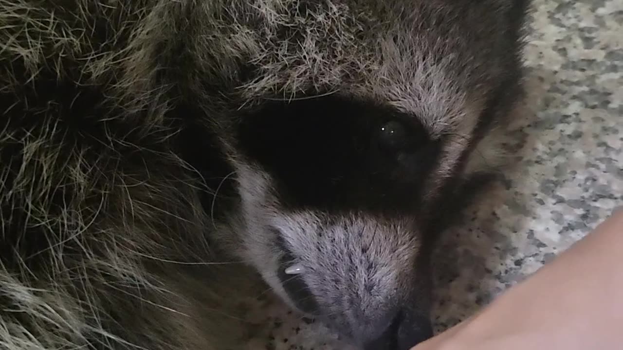 Raccoon politely asks not to tickle his palms