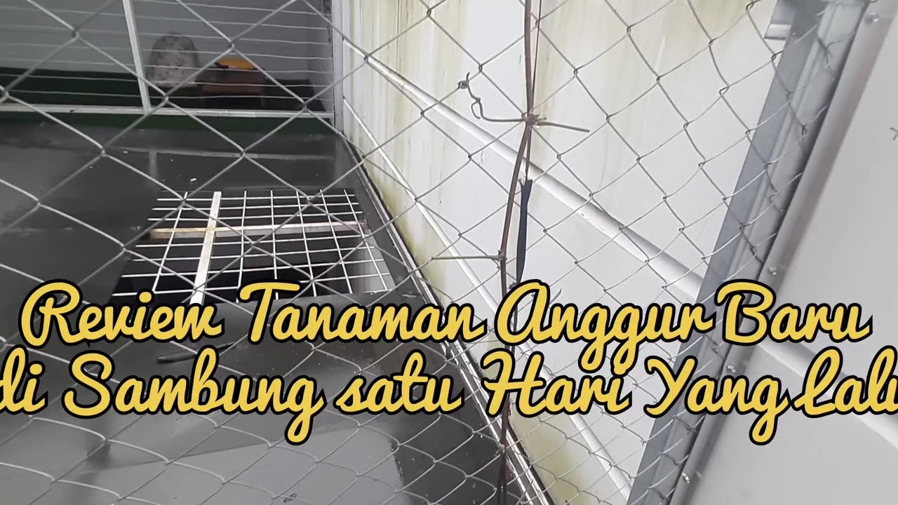 Review Tanaman Anggur Setelah Satu Hari di Sambung Pucuk