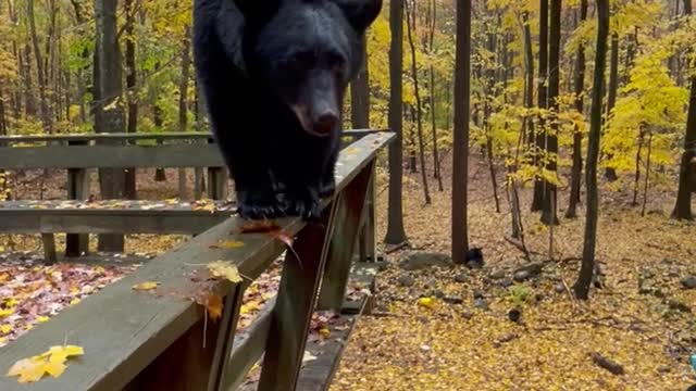 Bear Pouts When Told to Get Down off Deck || ViralHog