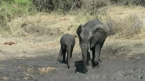 Baby elephant