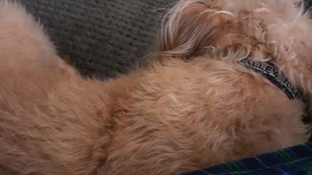 PIT BULL IS DREAMING