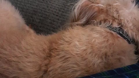 PIT BULL IS DREAMING