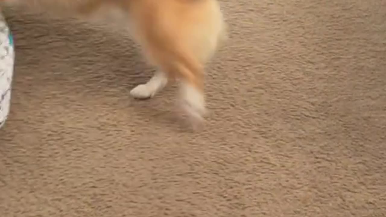 happy dog