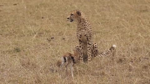 [!!Shaky Video!!] Cheetah playing with baby gazelle before eating it-6