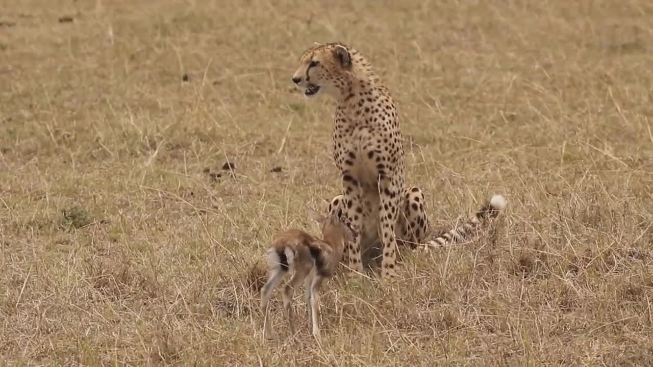 [!!Shaky Video!!] Cheetah playing with baby gazelle before eating it-6