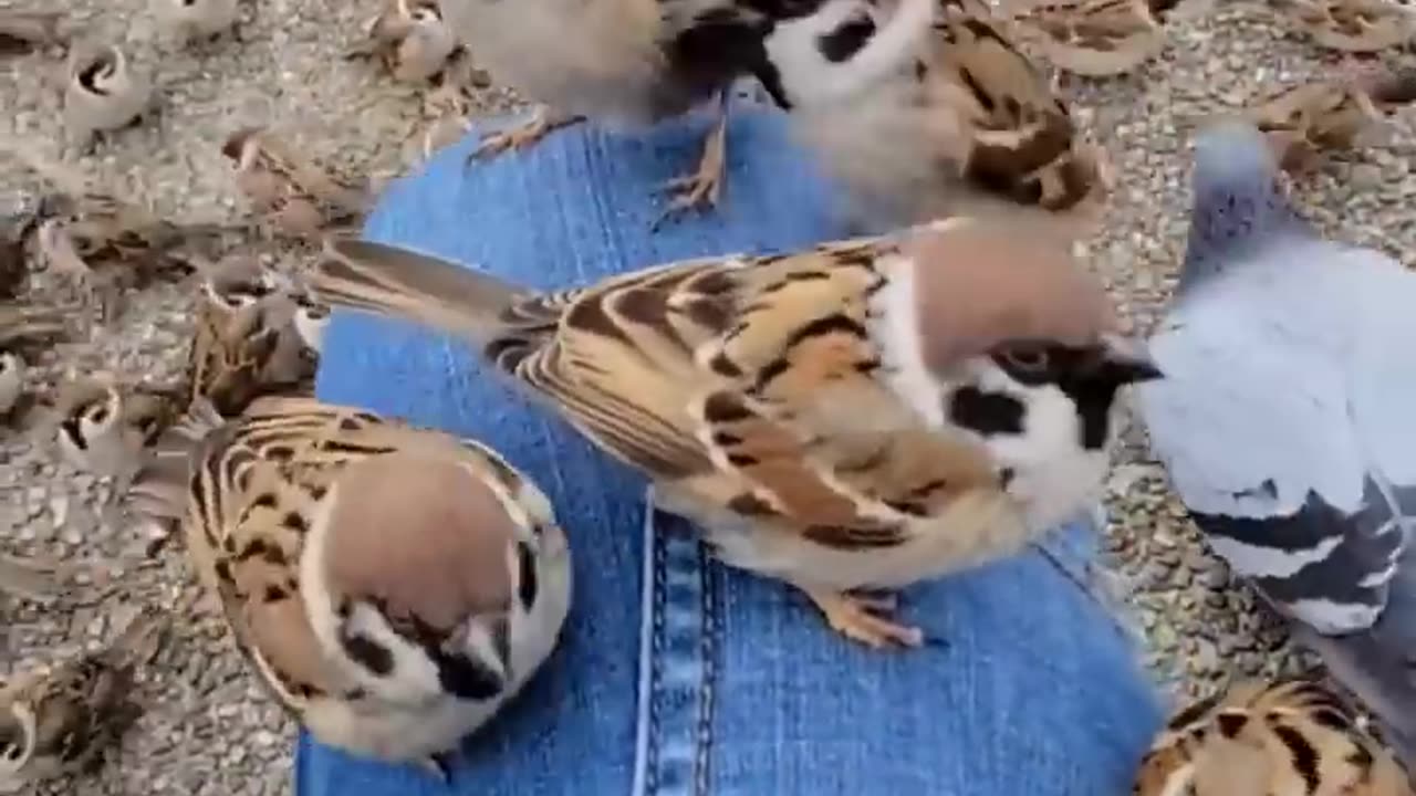 Japanese sparrow bird's