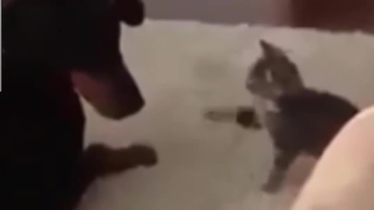 Funny cat videos